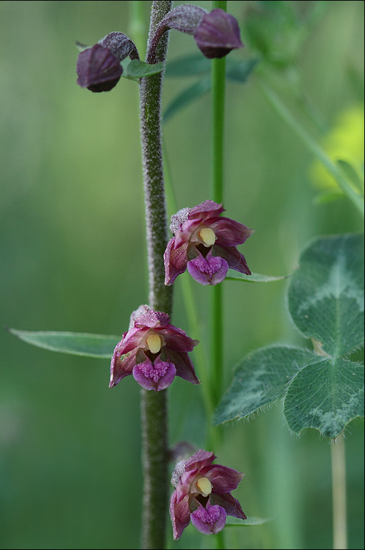 Epipactis atrorubens