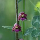 Epipactis atrorubens