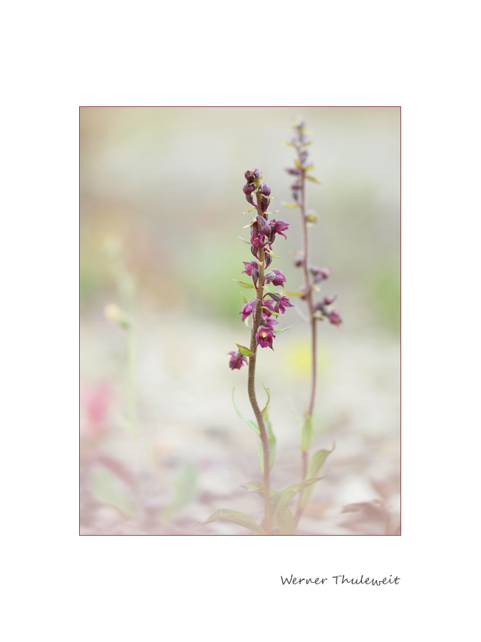 Epipactis atrorubens