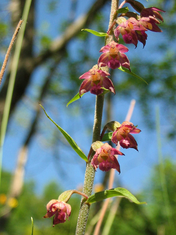 Epipactis atrorubens