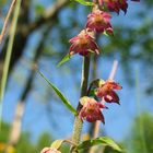 Epipactis atrorubens