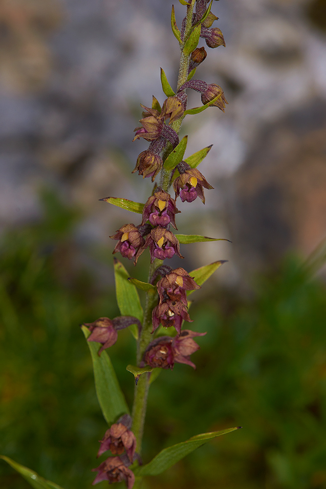 Epipactis atrorubens- Braunrote Sumpfwurz