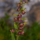 Epipactis atrorubens- Braunrote Sumpfwurz