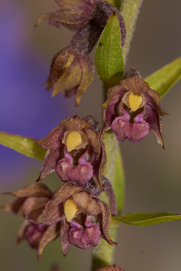 Epipactis atrorubens- Braunrote Sumpfwurz_Detail