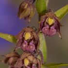 Epipactis atrorubens- Braunrote Sumpfwurz_Detail