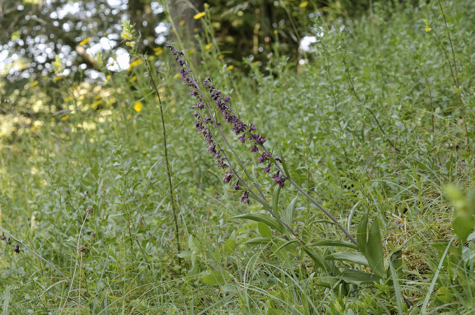 Epipactis atrorubens - Dunkelrote Stendelwurz