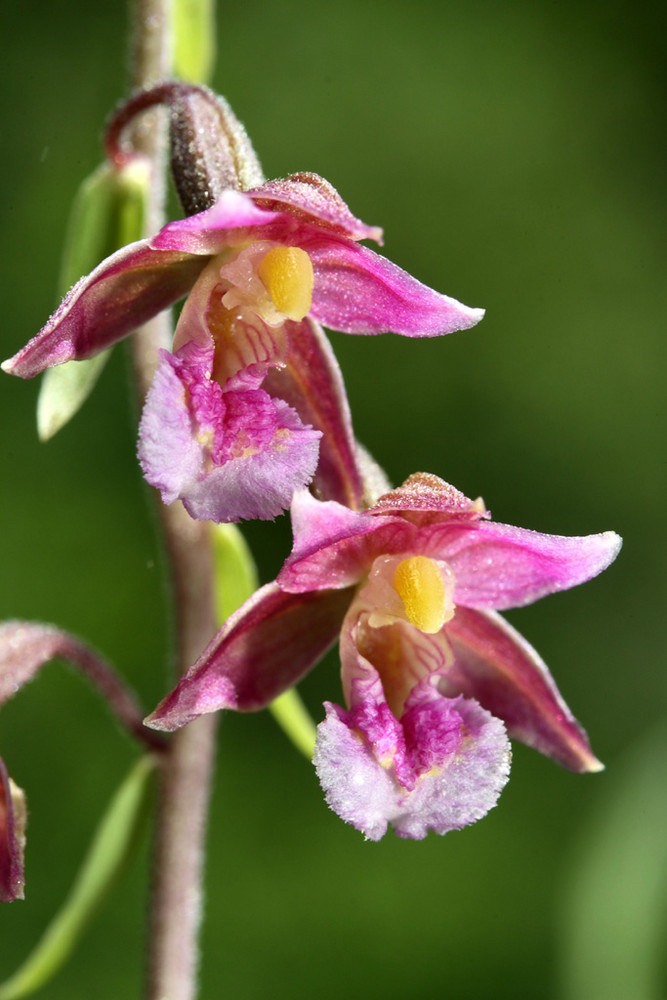 Epipactis atrorubens x palustris Foto & Bild pflanzen, pilze