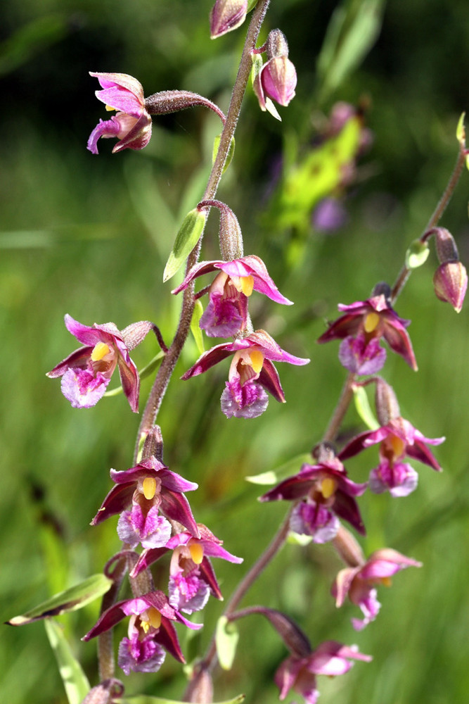 Epipactis atrorubens x palustris aus Oberschwaben