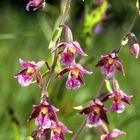 Epipactis atrorubens x palustris aus Oberschwaben