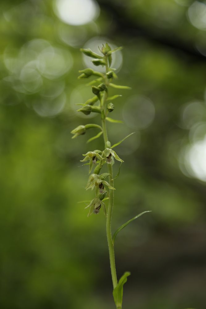 Epipactis bugacensis