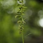 Epipactis bugacensis