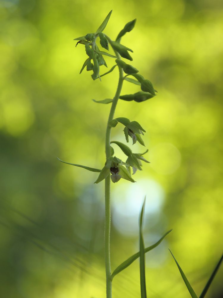 Epipactis bugacensis