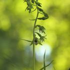 Epipactis bugacensis