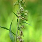 Epipactis distans