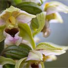 Epipactis