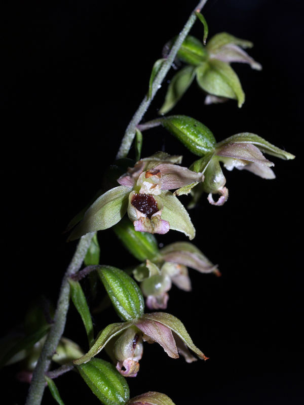 Epipactis helleborine