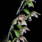 Epipactis helleborine