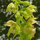 Epipactis helleborine