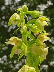 Epipactis helleborine