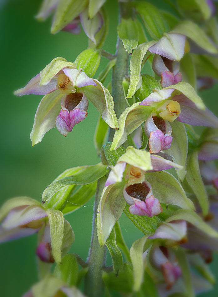 Epipactis helleborine