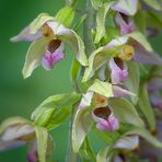 Epipactis helleborine