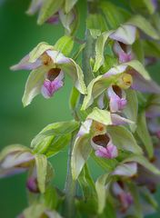 Epipactis helleborine