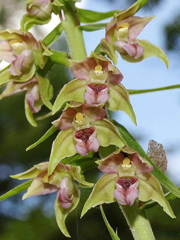 Epipactis Helleborine