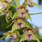 Epipactis Helleborine