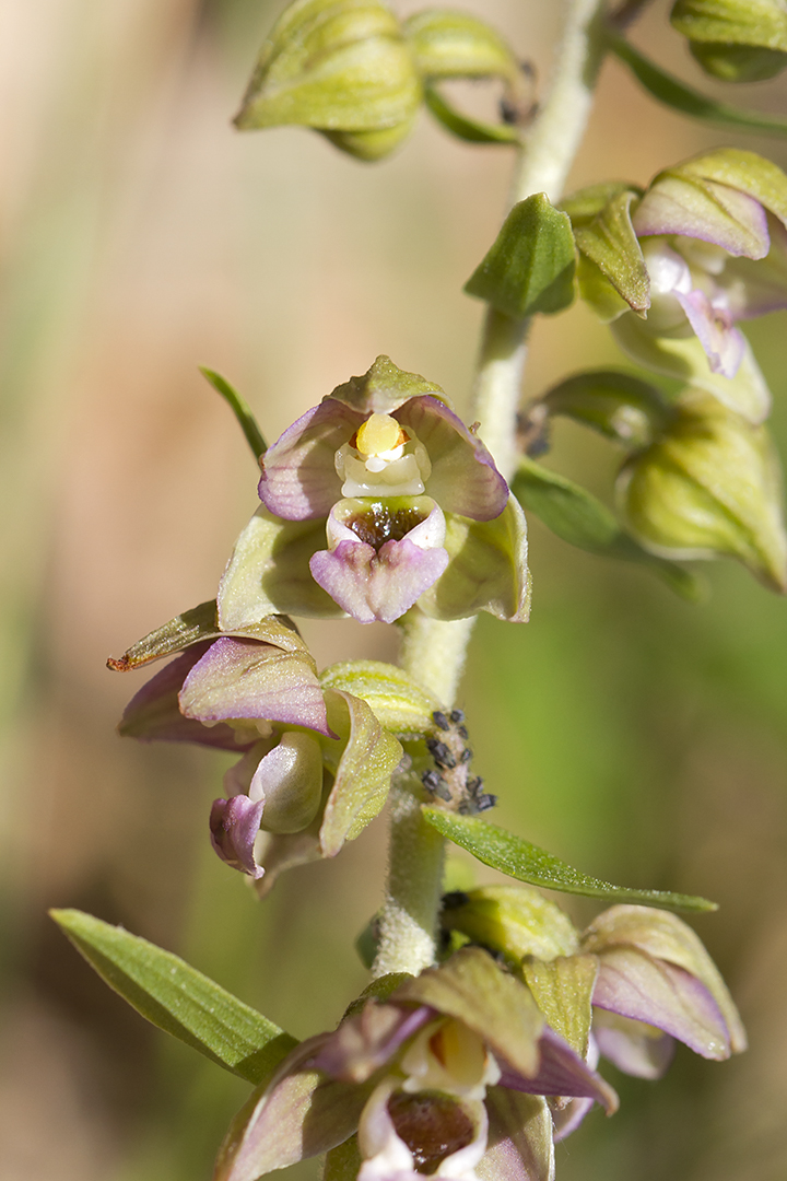 Epipactis helleborine