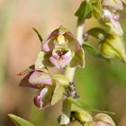 Epipactis helleborine