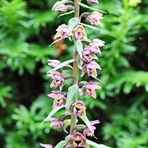 Epipactis helleborine