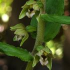 Epipactis helleborine