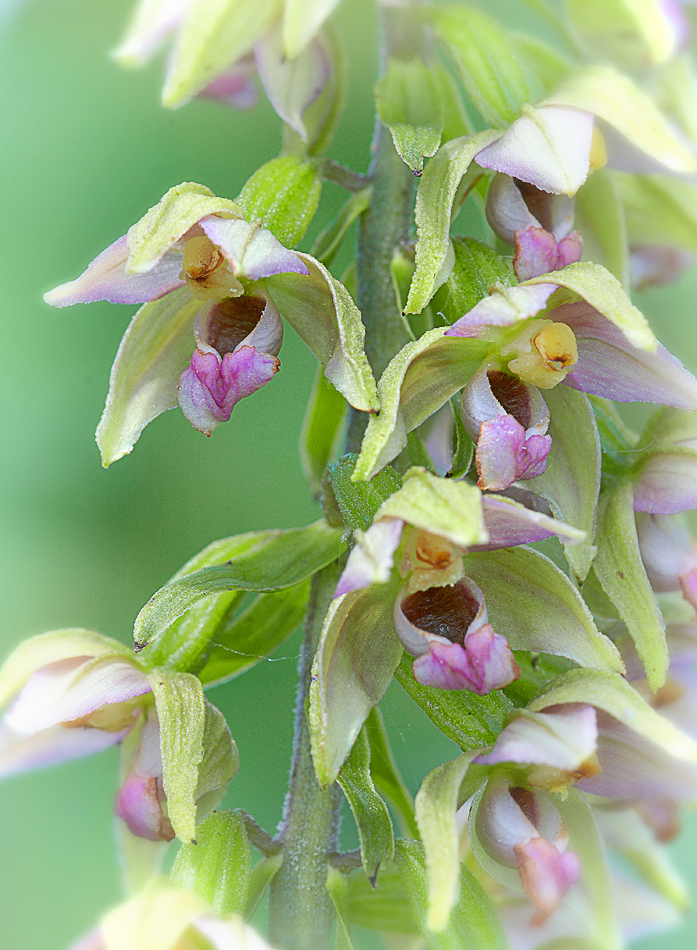 Epipactis helleborine