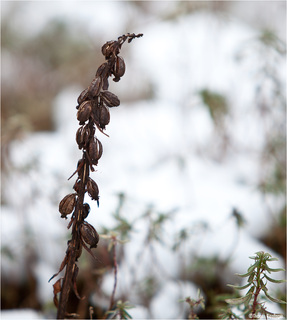 Epipactis im Winter