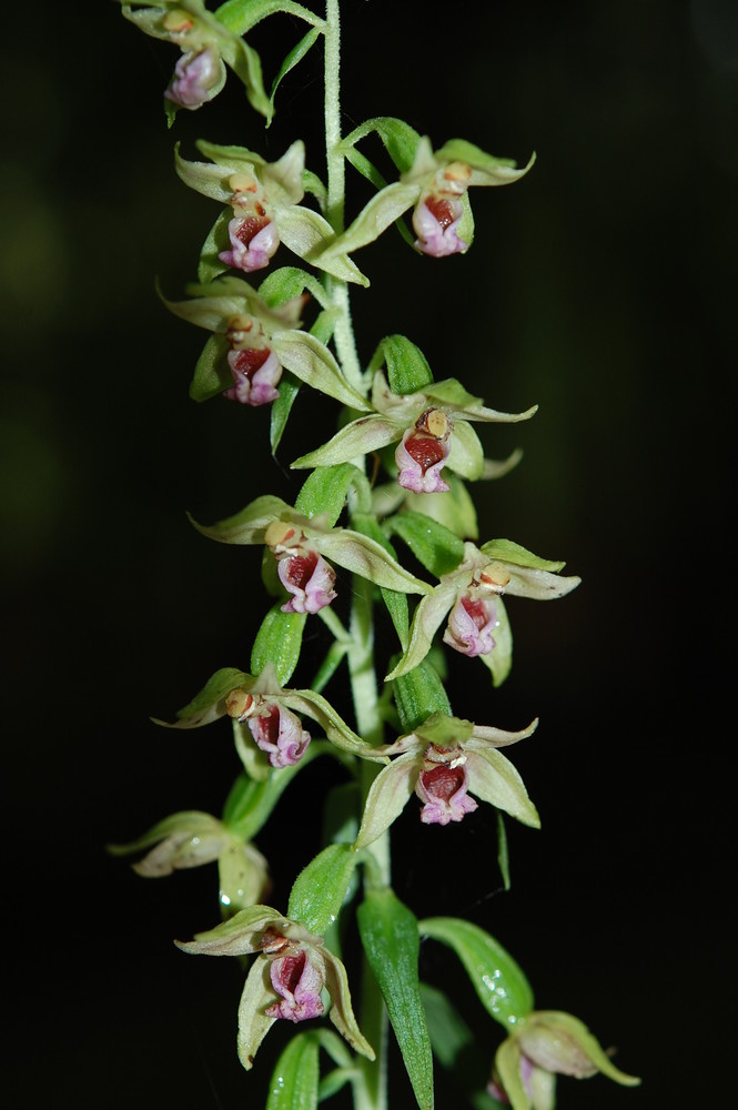 Epipactis leptochila subsp. neglecta am 24.7 bei Dringenberg/NRW