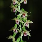 Epipactis leptochila subsp. neglecta am 24.7 bei Dringenberg/NRW