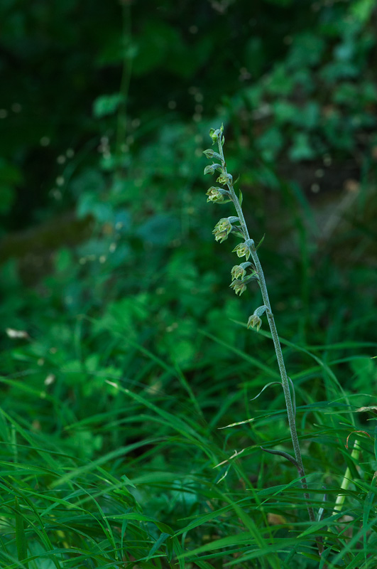 Epipactis microphylla - Kleinblättrige Stendelwurz