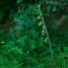 Epipactis microphylla - Kleinblättrige Stendelwurz