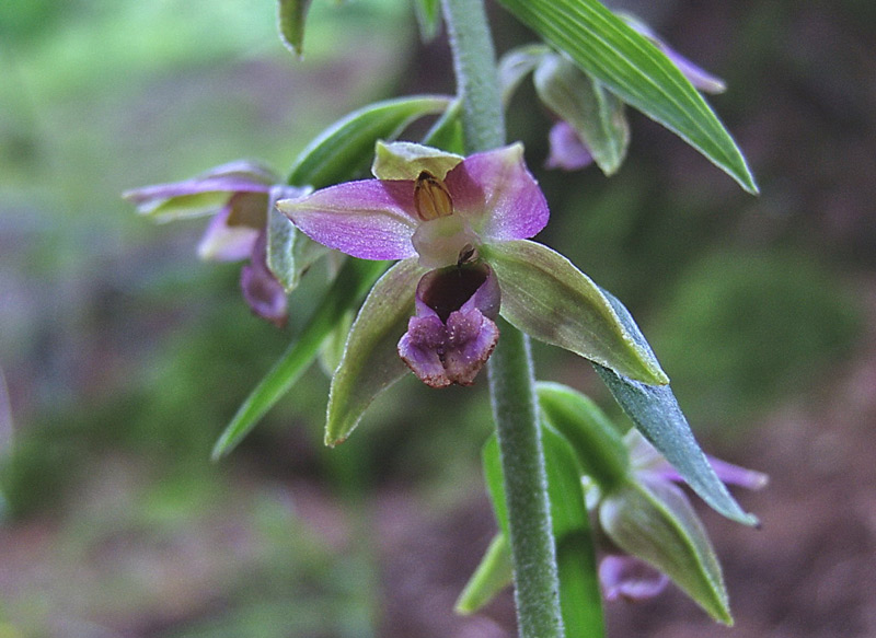 Epipactis muelleri