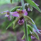 Epipactis muelleri