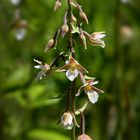 Epipactis palustris