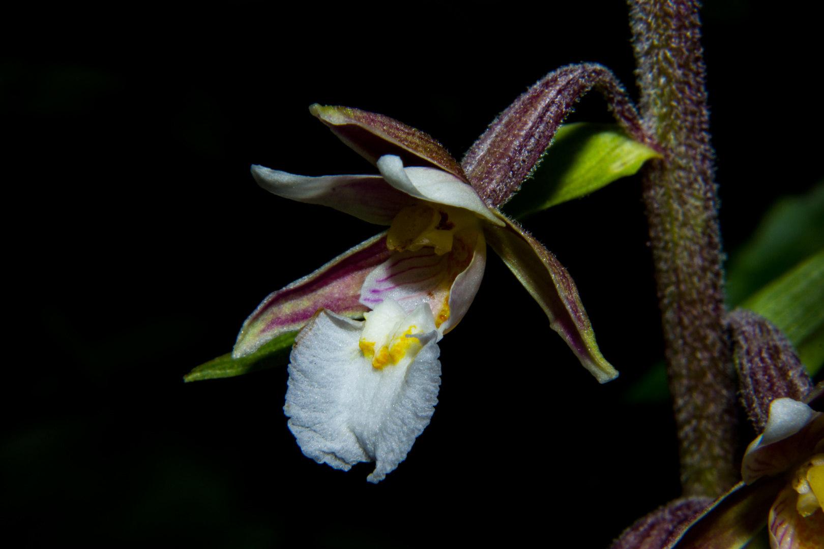 Epipactis palustris