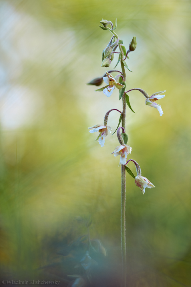 Epipactis palustris