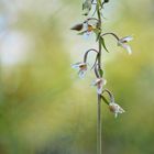 Epipactis palustris