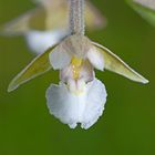 epipactis palustris