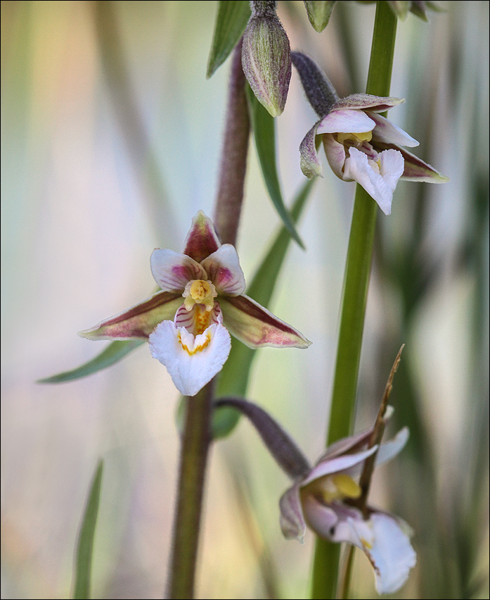 Epipactis Palustris 