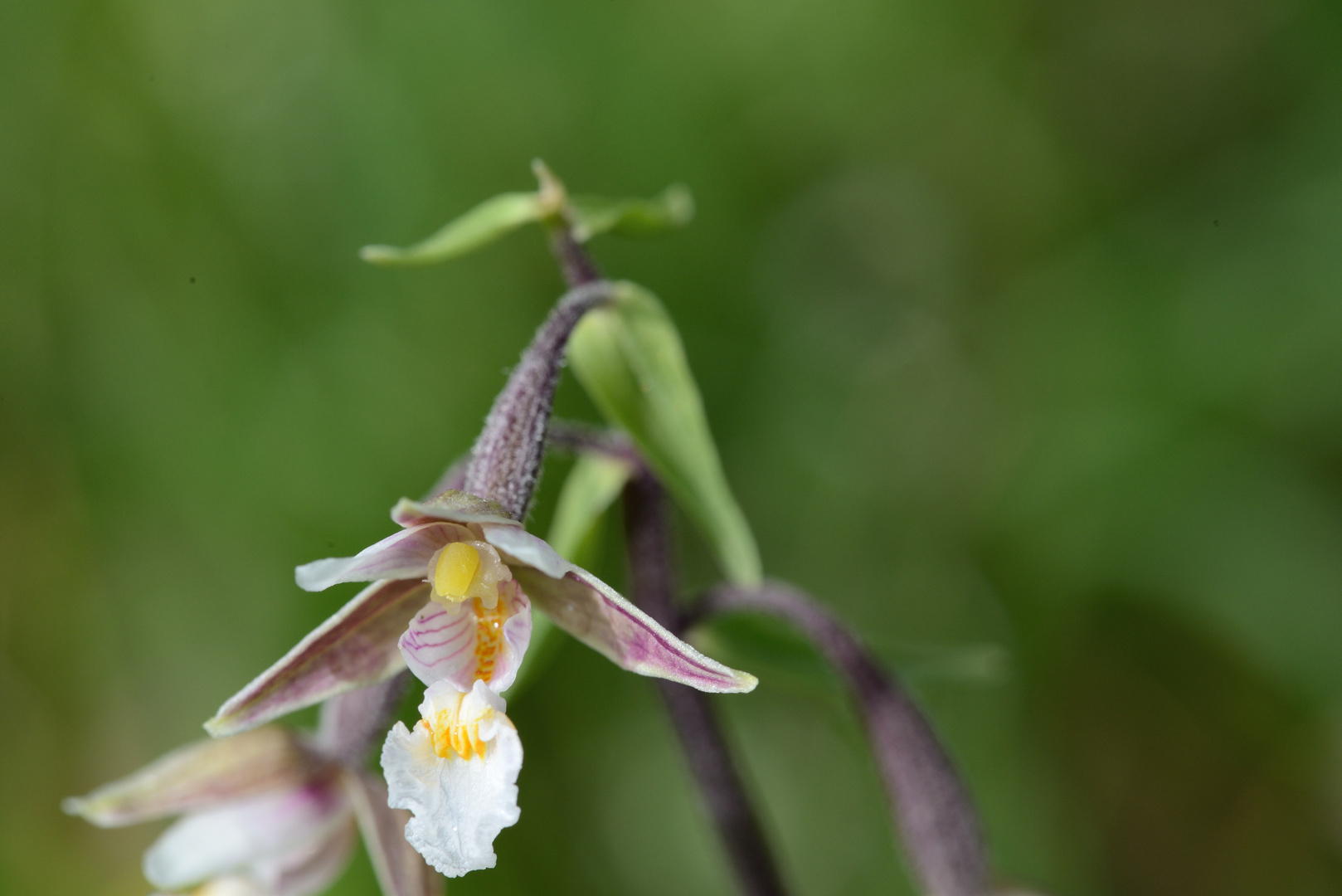 Epipactis palustris