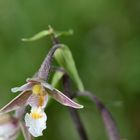 Epipactis palustris