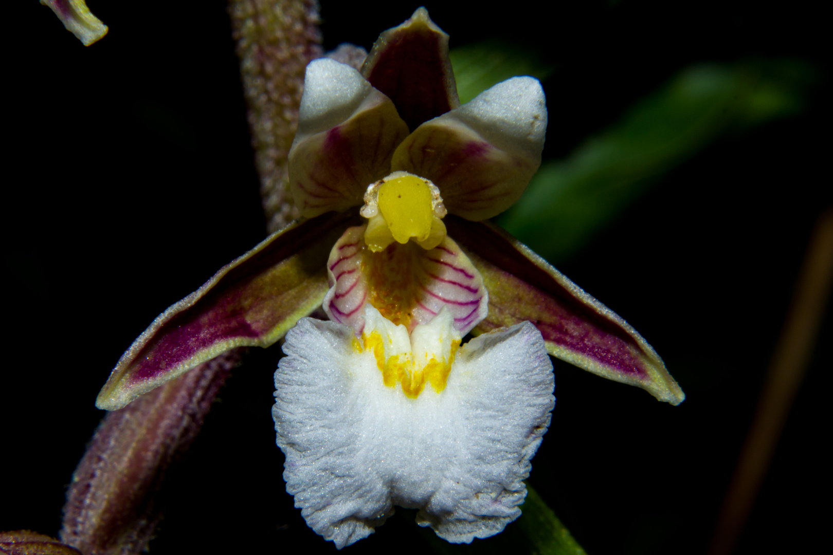 Epipactis palustris