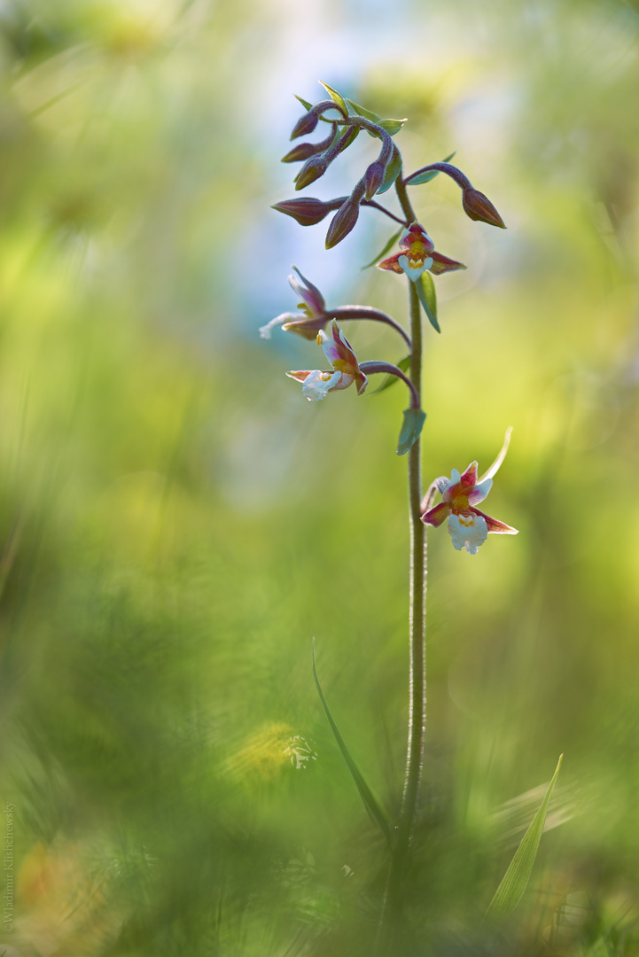 Epipactis palustris